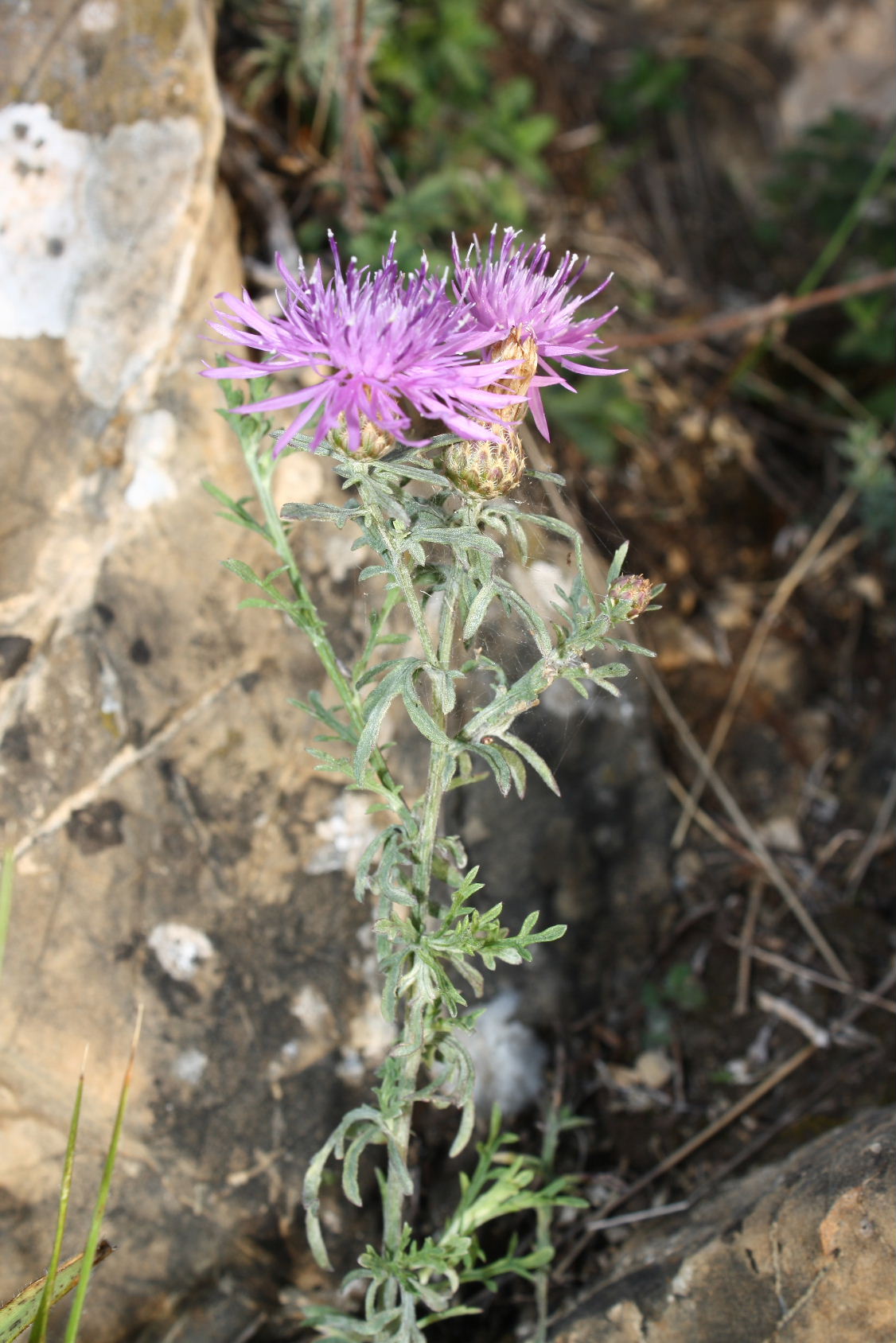 Centaurea aplolepa subsp. bertolonii / Fiordaliso di Bertoloni